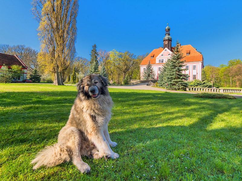 A dog resting on the lawn in front of the palace