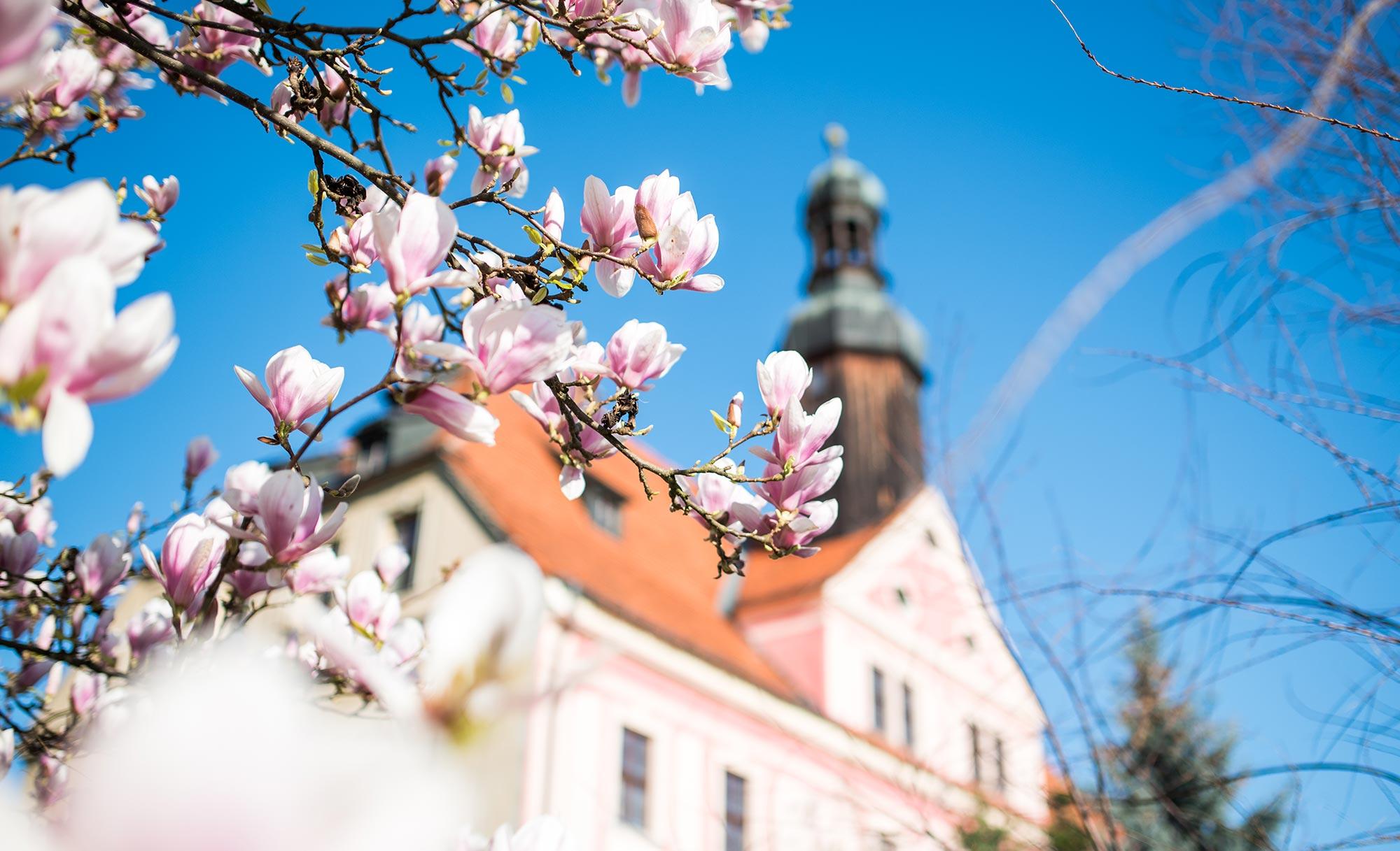 The palace tower seen through blossoming magnolia branches