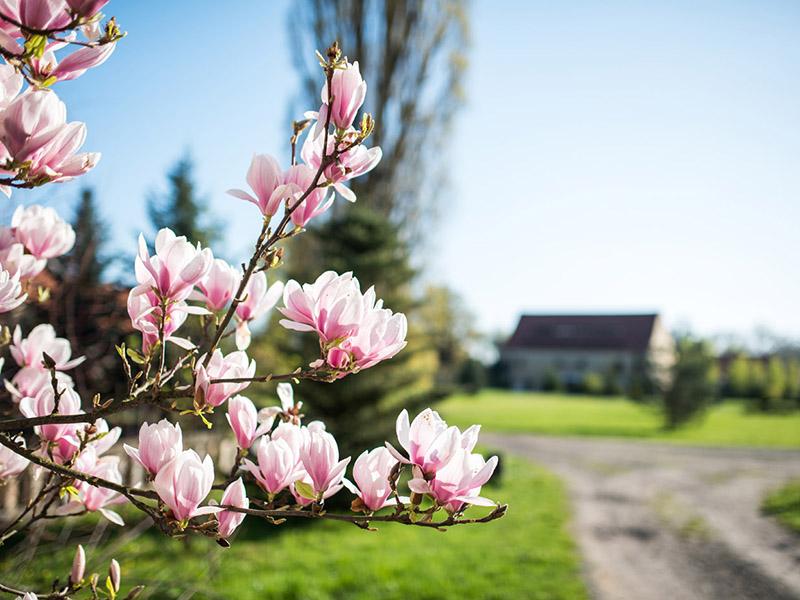 Magnolia in bloom by the park path